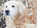 Winter Pets Puzzle 