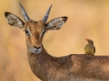 Wild Deer Jigsaw 