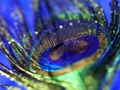 Peacock Feather Jigsaw 
