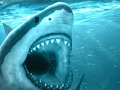 Hungry Shark 