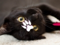 Cute Cats Puzzle 