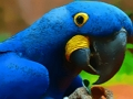 Parrot Bird Puzzle 