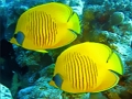 Underwater World Jigsaw 