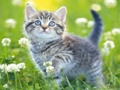 Kittens Puzzle 