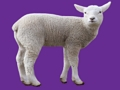 Baby Animal 