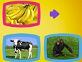 What Do Animals Eat? 