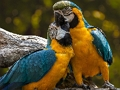 Parrot Jigsaw 