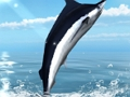 Azure Sea Fishing 