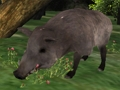 Boar Hunting Jigsaw 