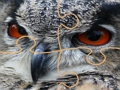 Wild owl Jigsaw 