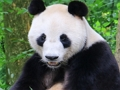 Animal Puzzle 