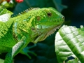 Wild Iguana 
