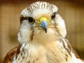 Gyrfalcon Jigsaw 