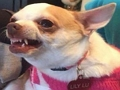 What meme dog are you ? 