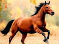 Horse Slide 
