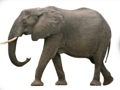 ABC Animal 