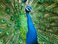Peacock Jigsaw 
