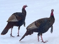 Wild Turkey Jigsaw 