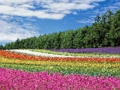 Colourful Flower Garden Jigsaw 