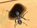 Smash The Ants 