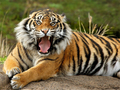 Animals Jigsaw Puzzle Tiger 