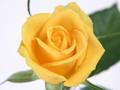Yellow Roses 