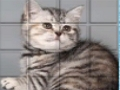 PicPu Cat 