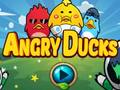 Angry Ducks 