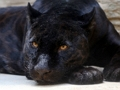 Black Panther Jigsaw 