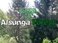 Return To Alsunga Forest 