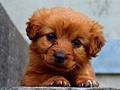 Puppy Puzzle 