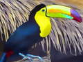 Toucan Bird Jigsaw 