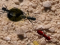 Crush These Ants 