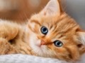 Kittens Jigsaw Puzzle Collection 