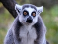 Animal Puzzle Game 