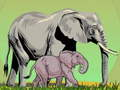 Wild Animals and Their Babies 