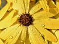 Flower Petals Raindrop Jigsaw 