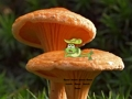 Mushroom Plant Land Escape 