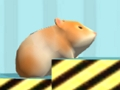 Hamster To confirm 