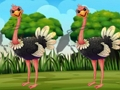 Find the Ostrich tag 