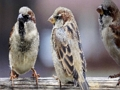 Sparrow Family Jigsaw 