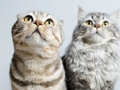 Cute Cats Jigsaw Puzzle 