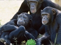 Funny Chimpanzee Jungle Escape 