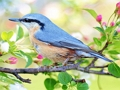 Hidden Spots Birds 