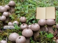 Lycoperdon Mushroom Land Escape 