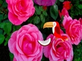 Precious Rose Escape 