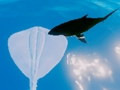 Surfing Stingrays 