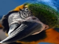 Bird Jigsaw 