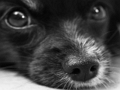 Dog Jigsaw 