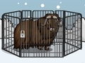 Rescue The Musk Ox 